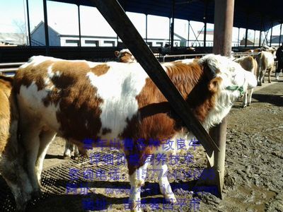 肉牛价格、那里有肉牛卖、肉牛养殖技术咨询_农副产品_世界工厂网