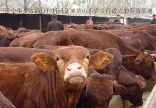 济宁肉牛养殖基地-肉牛养殖基地-肉牛养殖农业_农副产品_世界工厂网