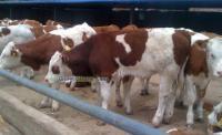供应2012年肉牛市场价格.养肉牛的成本.哪里的肉牛价格最便宜_农副产品_世界工厂网中国产品信息库
