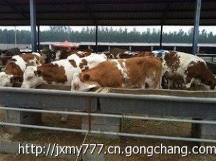 修水县的肉牛市场行情怎么样?山东金祥牧业出售_农副产品_世界工厂网