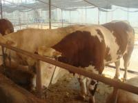 供应濮阳肉牛价格肉牛养殖_农副产品_世界工厂网中国产品信息库