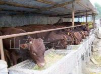水泊梁山肉牛肉羊 山羊 鲁西南黄牛 架子牛 杂交牛_农副产品_世界工厂网中国产品信息库
