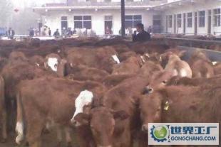 优质三元杂交肉牛犊肉牛价格黄玉龙实惠_农副产品_世界工厂网中国产品信息库