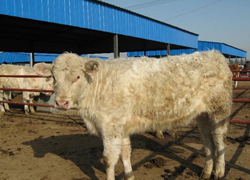 肉牛怎样育肥更快?_农副产品_世界工厂网