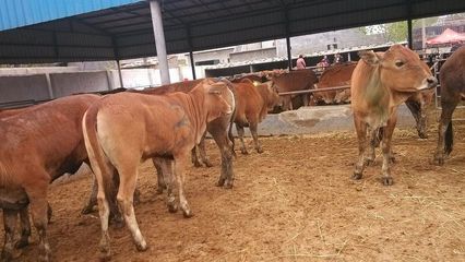 丽水哪里有肉牛养殖场&肉牛犊多少钱_农副产品_世界工厂网