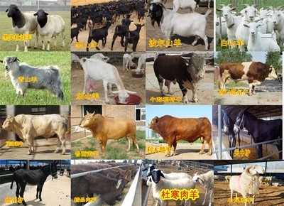 湖南益阳本地有肉牛犊吗-哪里有卖黄牛犊的_农副产品_世界工厂网
