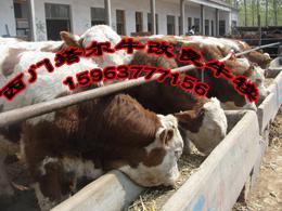 养肉牛后期追肥注意那点FG_农副产品_世界工厂网