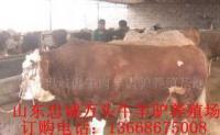 养殖肉牛、奶牛低成本创业利肉润大_农副产品_世界工厂网中国产品信息库