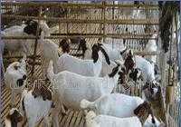优质 种牛 种羊 肉牛 肉羊 杂_农副产品_世界工厂网中国产品信息库