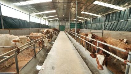 德江:肉牛养殖成“十亿+”大产业