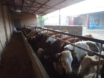 【连州辽宁朝阳肉牛价格-肉牛我们更专业】价格,厂家,牛-搜了网