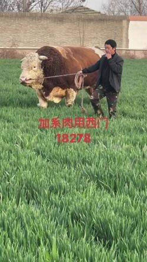 肉牛品种改良 肉用西门塔尔 改良精品后裔 养殖人加油 农村创业养殖 绿色养殖 肉牛养殖 自繁自养 西门塔尔