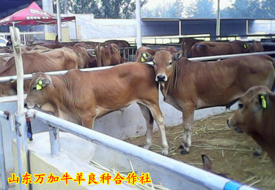 江西肉牛养殖基地