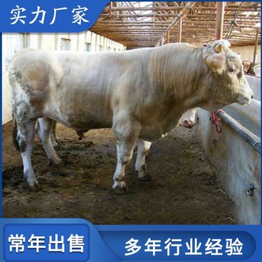 全国肉牛价格最新行情