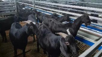 礼县肉牛价格正规肉牛养殖场肉牛犊价格_志趣网