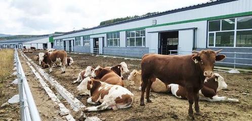 延边州全力保障肉牛养殖生产