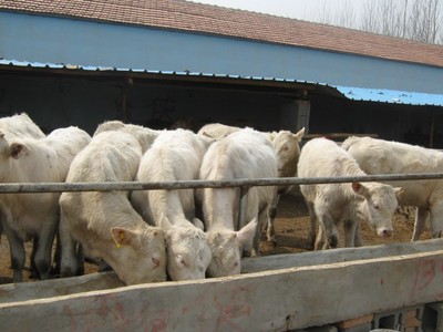 山东肉牛养殖场-肉牛养殖技术