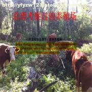【养肉牛场图】价格,厂家,图片,供应商,牲畜,嘉祥县航宇牛羊驴养殖场 - 产品库 - 阿土伯交易网