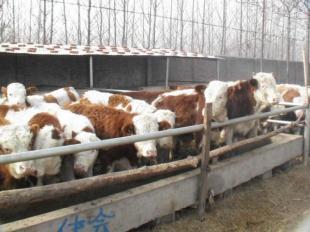 广西柳州哪里有卖小黄牛的柳州肉牛苗_农副产品_世界工厂网