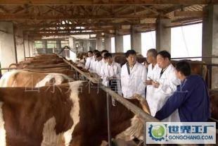 肉牛 肉羊 西门塔尔牛 波尔山羊 鲁西黄牛_农副产品_世界工厂网中国产品信息库