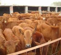 黄牛养殖肉牛价格 300斤的黄牛犊多少钱头-特色农产品-贸易频道-松际农网
