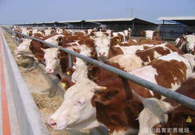 国内有多少肉牛品种 改良肉牛犊养殖周期 肉牛养殖基地