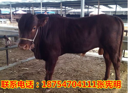 谷城县肉牛崽价格2017肉牛崽多少钱