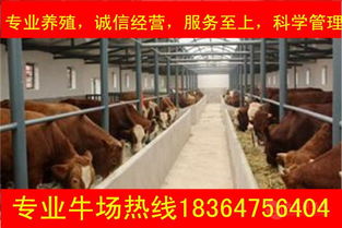 重庆安格斯肉牛多少钱一头价格,产品报价