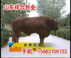 邱县哪里有卖羊的邱县育肥羊多少钱邱县小羊羔价格