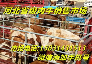 肉牛养殖厂批发零售销售肉牛犊市场价格肉牛养殖厂