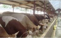 肉牛养殖场 去哪里买肉牛犊最好_农副产品_世界工厂网中国产品信息库