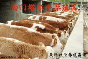 天洪牧业肉牛价格多少钱_农副产品_世界工厂网