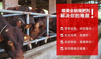 【牛羊催肥剂牛羊快速长肉王,牛羊用哪个催肥剂好?】-