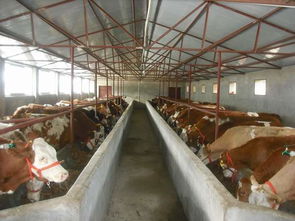 肉牛 河北肉牛养殖 江苏肉牛养殖 山东肉牛养殖 济宁肉