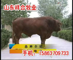 河南三门峡哪里有卖牛的三门峡有没有卖小黄的肉牛养殖场养牛基地 山东祥合牧业大型牛羊繁育良种基地
