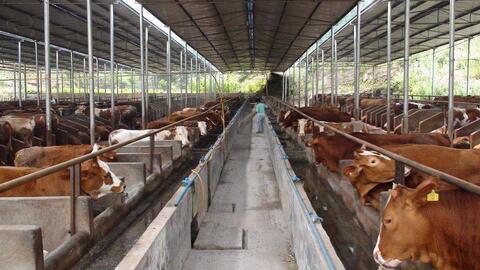 大型规模化肉牛养殖场怎么建设规划