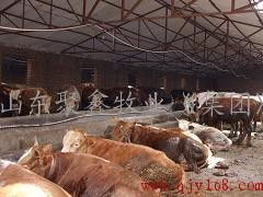 牛养殖 黄牛养殖 育肥牛养殖 架子牛养殖山东聚鑫牧业