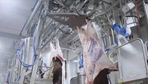 牛来了 柳疃镇雅拉生态食品产业园进口肉牛屠宰加工能力不断提升
