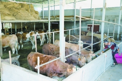 普坪镇政策扶持发展肉牛养殖