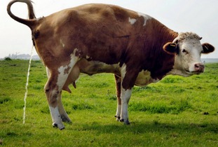 肉牛如何才能卖个好价 有四点很关键