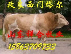 养殖肉牛场 养殖种羊场 养殖种牛场 养殖肉羊2规格型号及价格 牛羊 肉牛 黄牛 波尔山羊