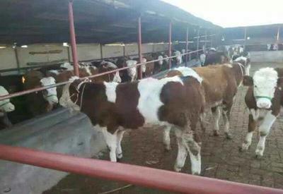 养牛新手最关心:怎样挑选肉牛犊,哪种肉牛品种好