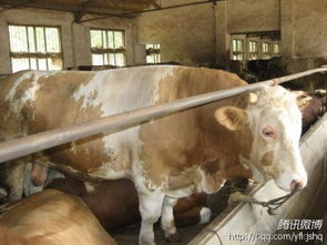 山东养牛基地肉牛行情肉驴价格肉羊养殖技术种羊品种肉牛养殖技术