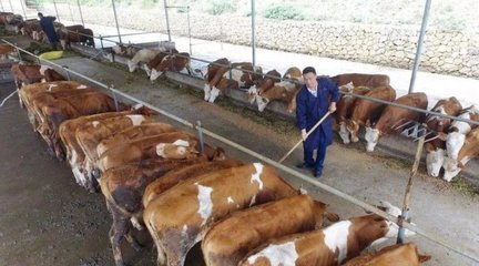 首席大咖说 | 如何养殖能够实现肉牛效益的最大化?