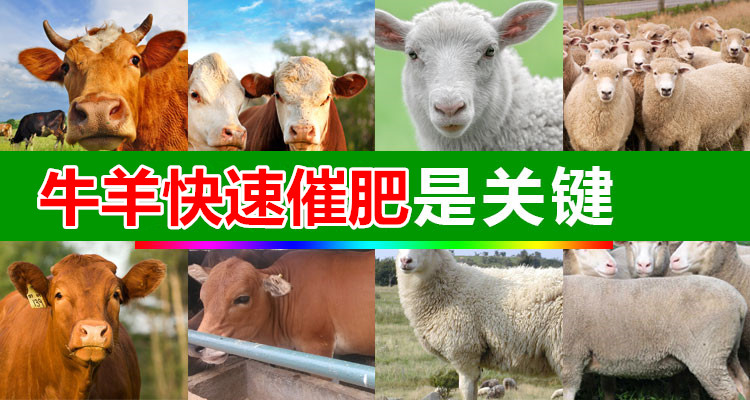 肉牛催肥吃什么长得快 肉牛催肥剂那家产品好