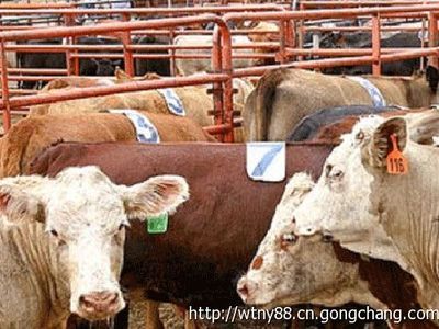 养殖100头肉牛需要投资多少钱,利润是多少_农副产品_世界工厂网