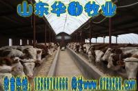 肉牛牛犊 西门塔尔夏洛莱[供应]_牲畜_世界工厂网中国产品信息库