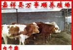 肉牛价格-肉牛多少钱一头