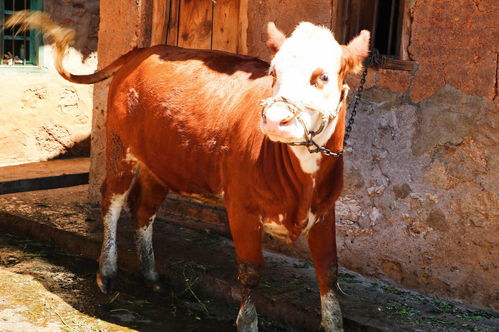 全国最新肉牛价格 牛市交易行情 牛肉价格 肉牛市集信息更新