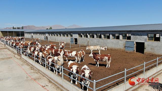临泽倪家营镇:全力推进肉牛产业链项目建设